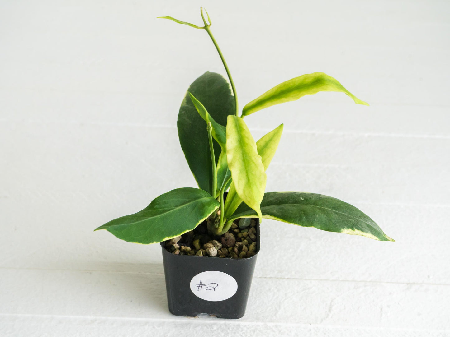 Hoya pimenteliana (Albo / Outer Variegated) | 2-Inch