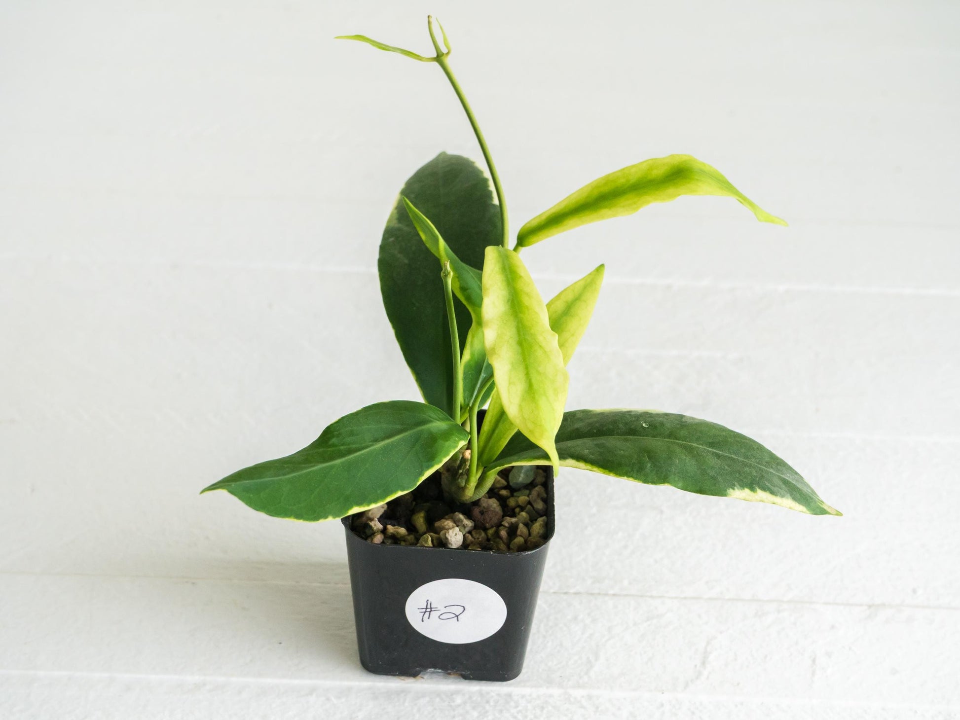 Hoya pimenteliana (Albo / Outer Variegated) | 2-Inch