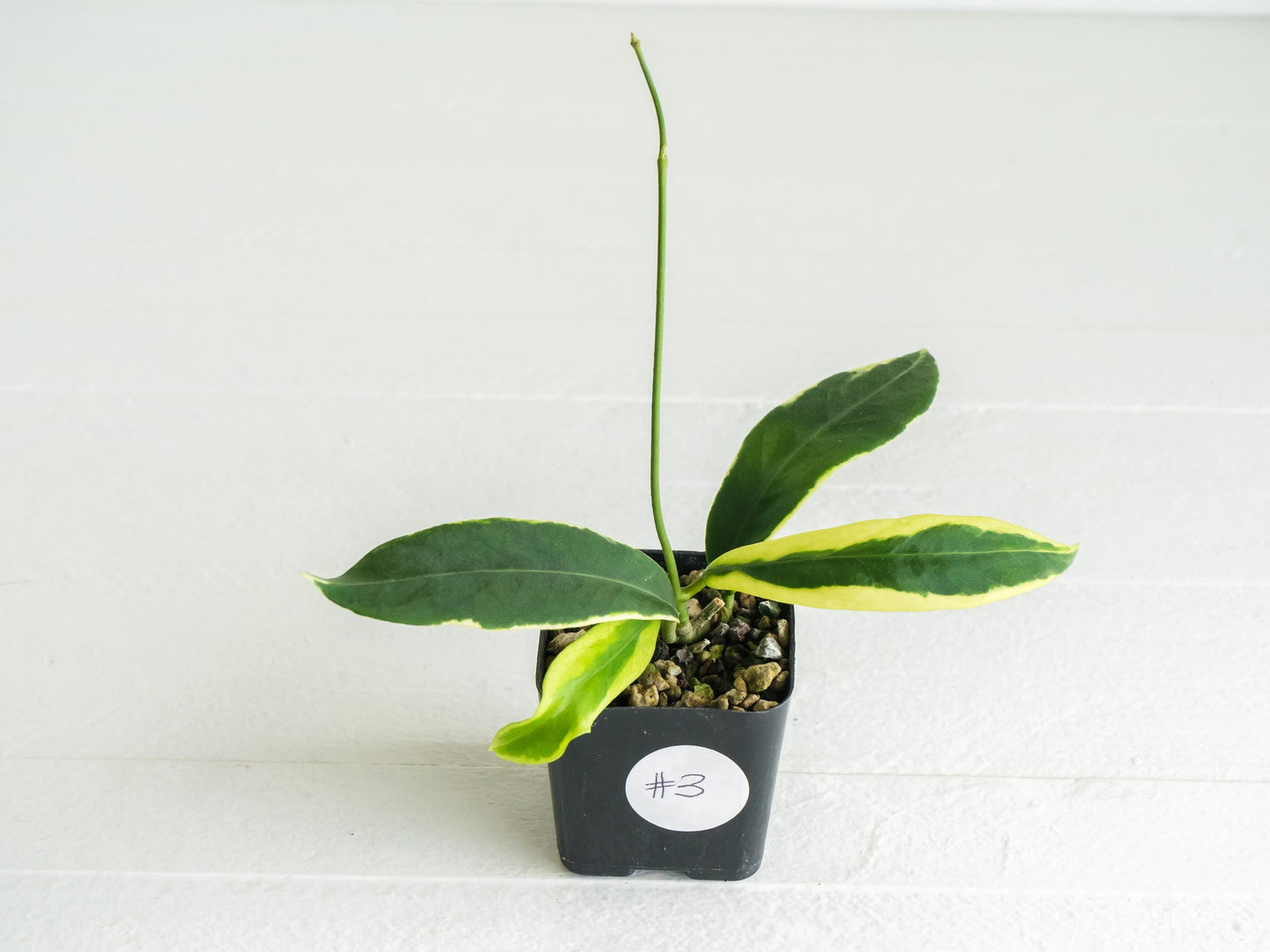 Hoya pimenteliana (Albo / Outer Variegated) | 2-Inch