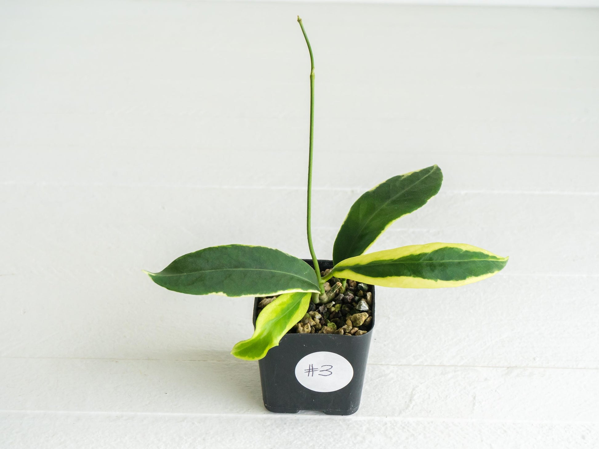 Hoya pimenteliana (Albo / Outer Variegated) | 2-Inch