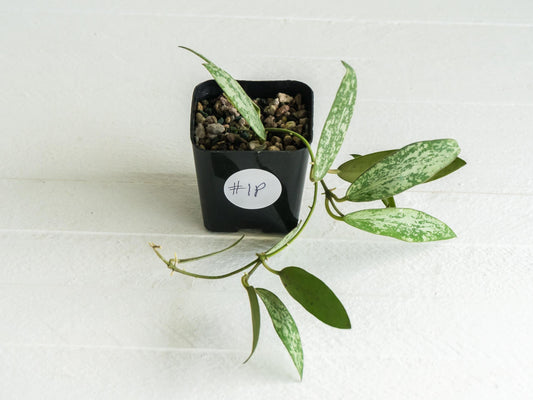 Hoya sigillatis 'Round Leaf' aka sigillatis (Silver) AH001 | 2-Inch