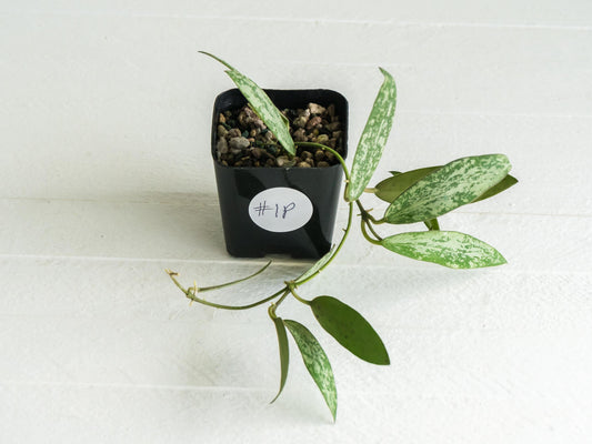 Hoya sigillatis 'Round Leaf' aka sigillatis (Silver) AH001 | 2-Inch