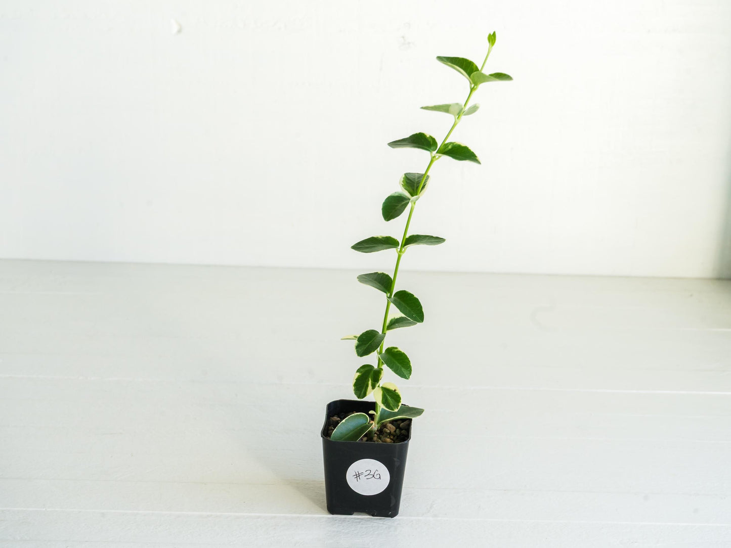 Hoya cumingiana (Albo | Outer Variegated) | 2-Inch