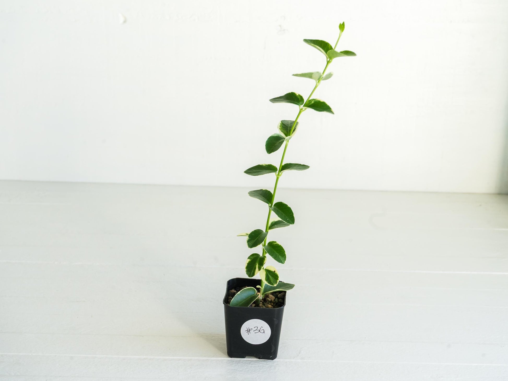 Hoya cumingiana (Albo | Outer Variegated) | 2-Inch