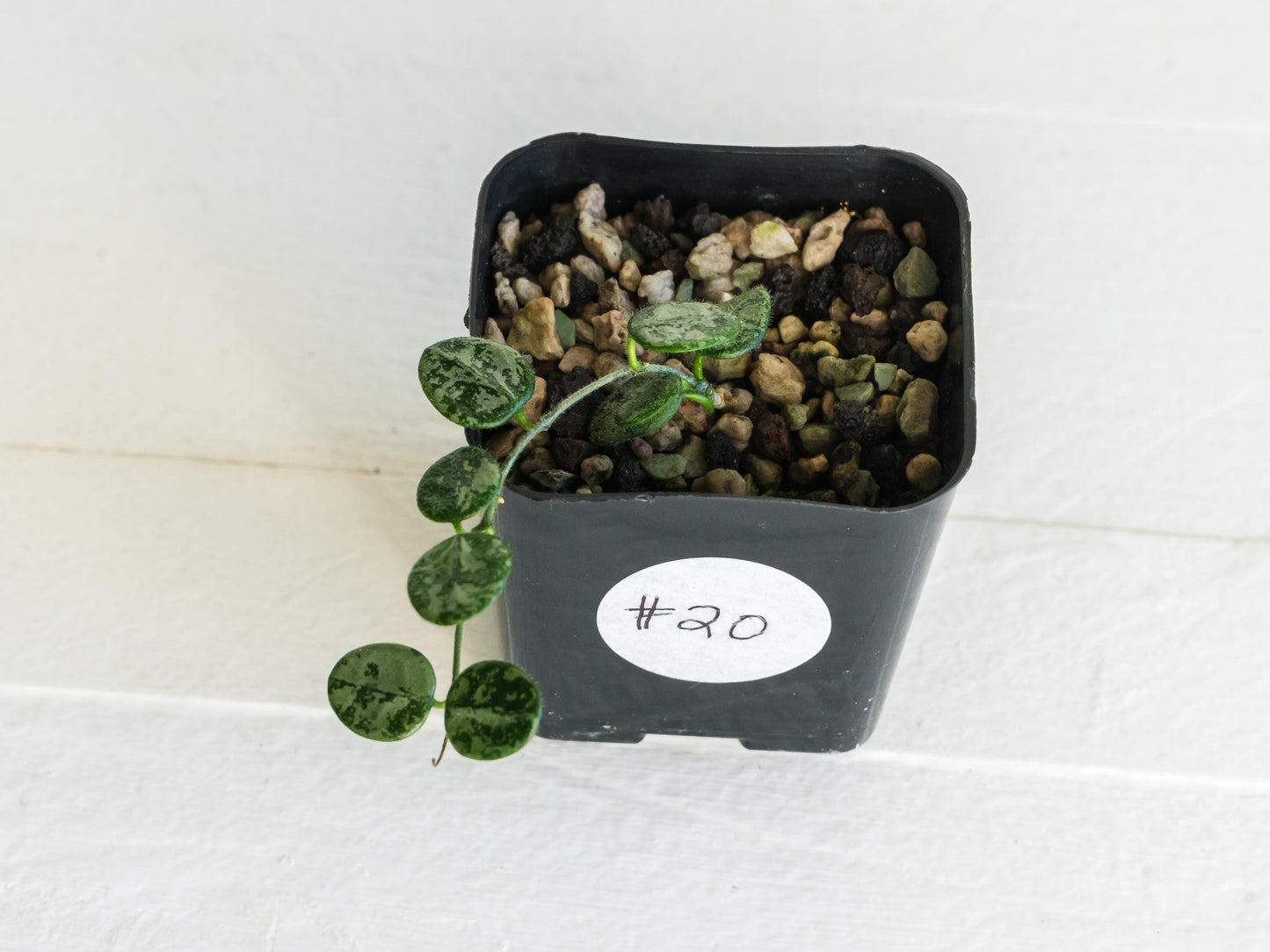 Hoya serpens (Splash) | 2-Inch