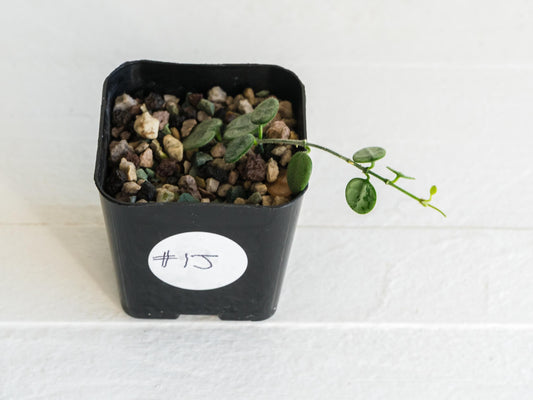 Hoya serpens (Silver) | 2-Inch