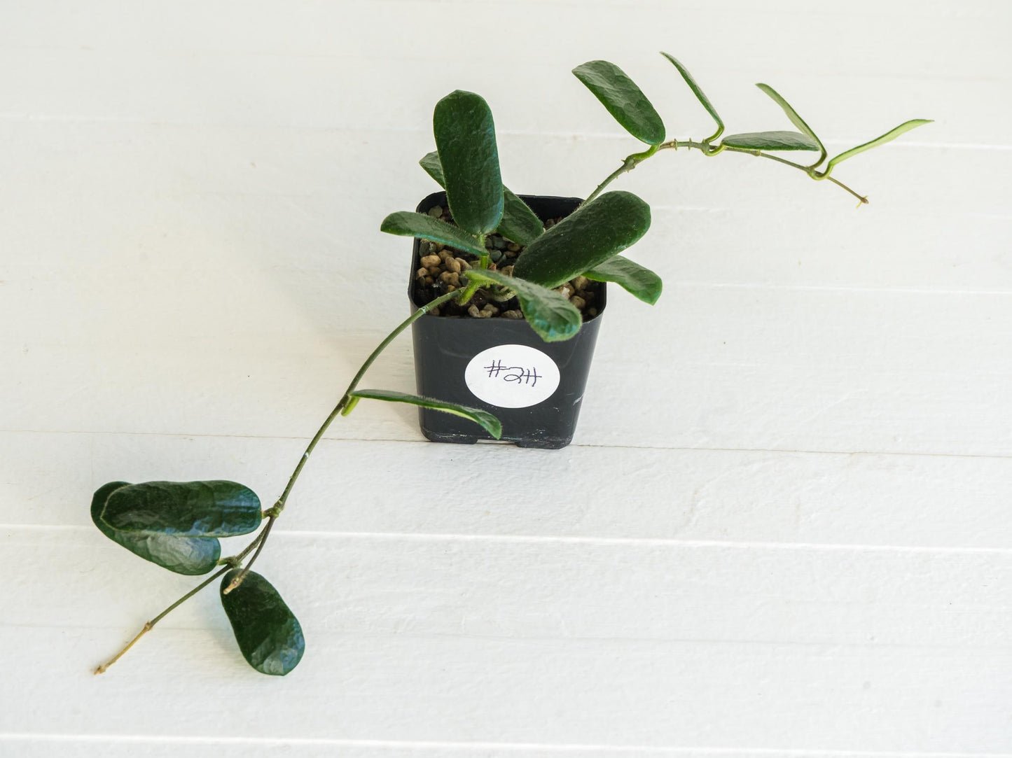 Hoya rotundiflora | 2-Inch