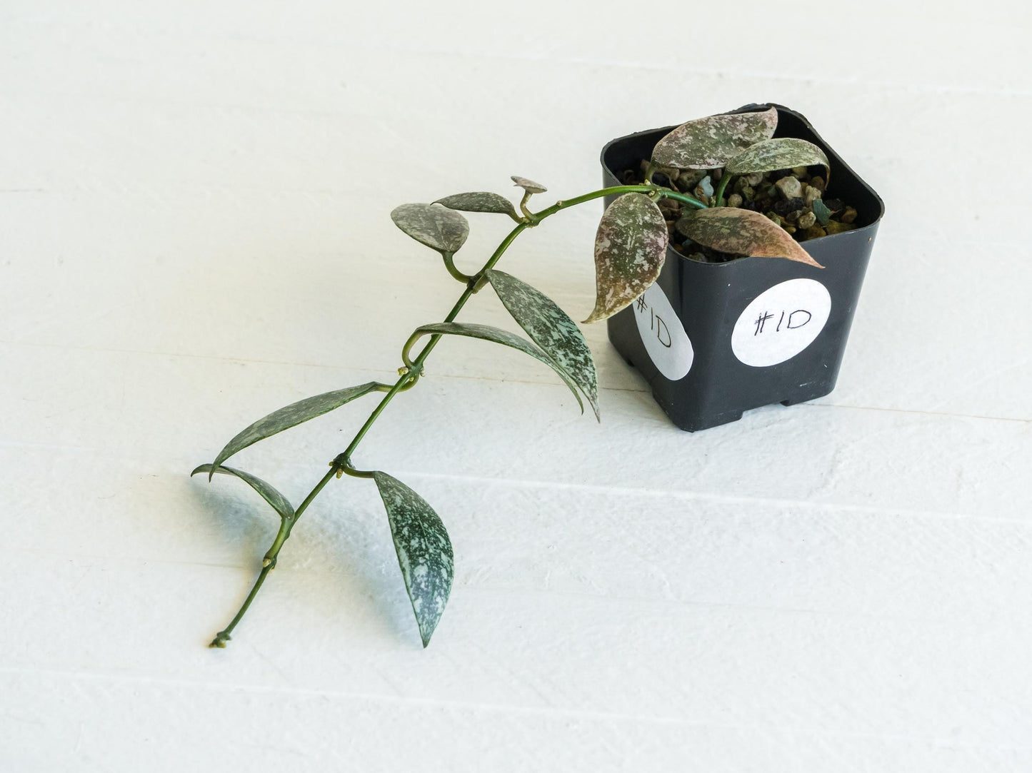 Hoya lacunosa 'Laos Full Splash' | 2-Inch