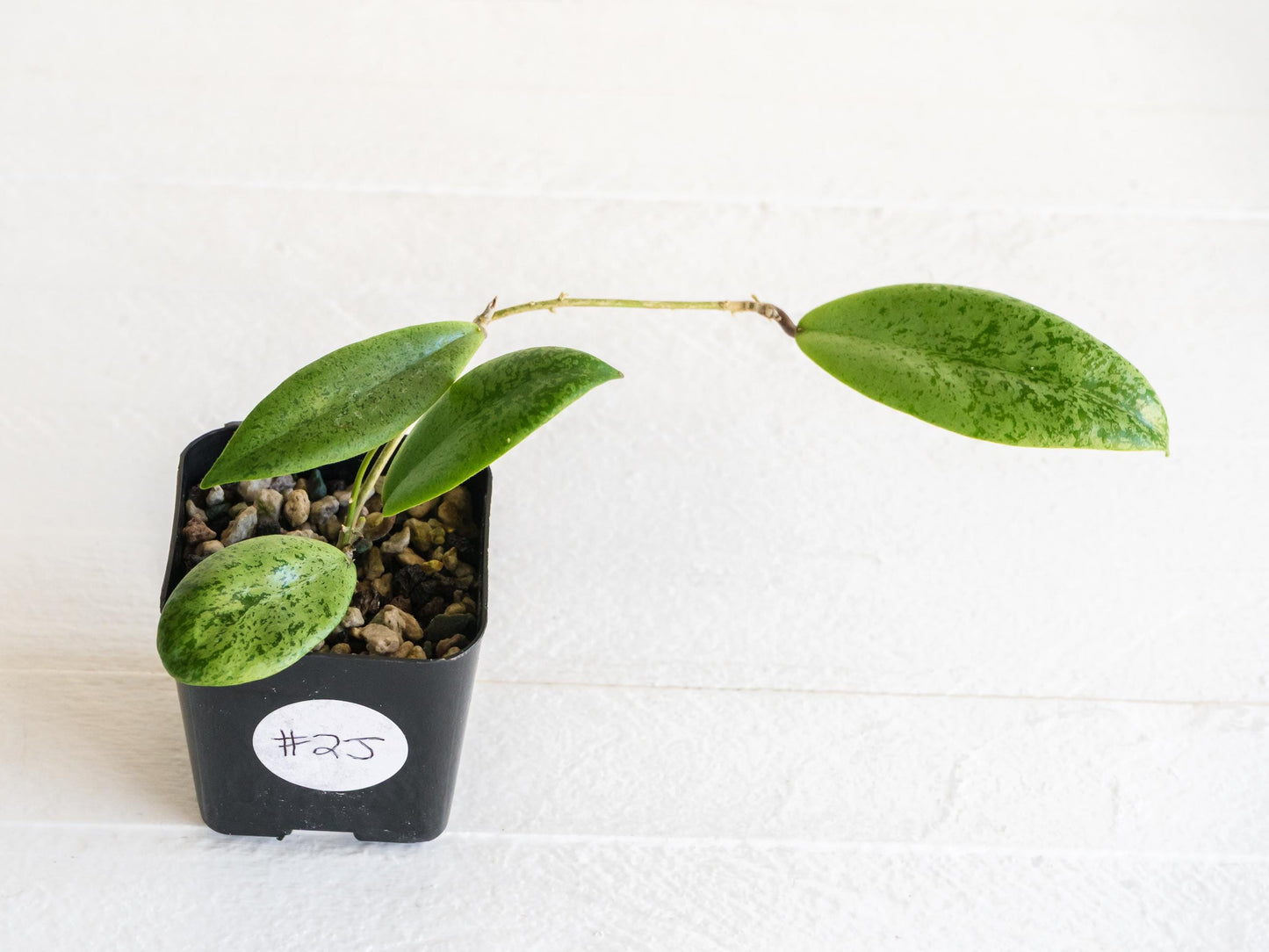 Hoya 'Jita Silver' | 2-Inch