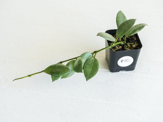 Hoya lacunosa 'Silver Mint Coin' | 2-Inch