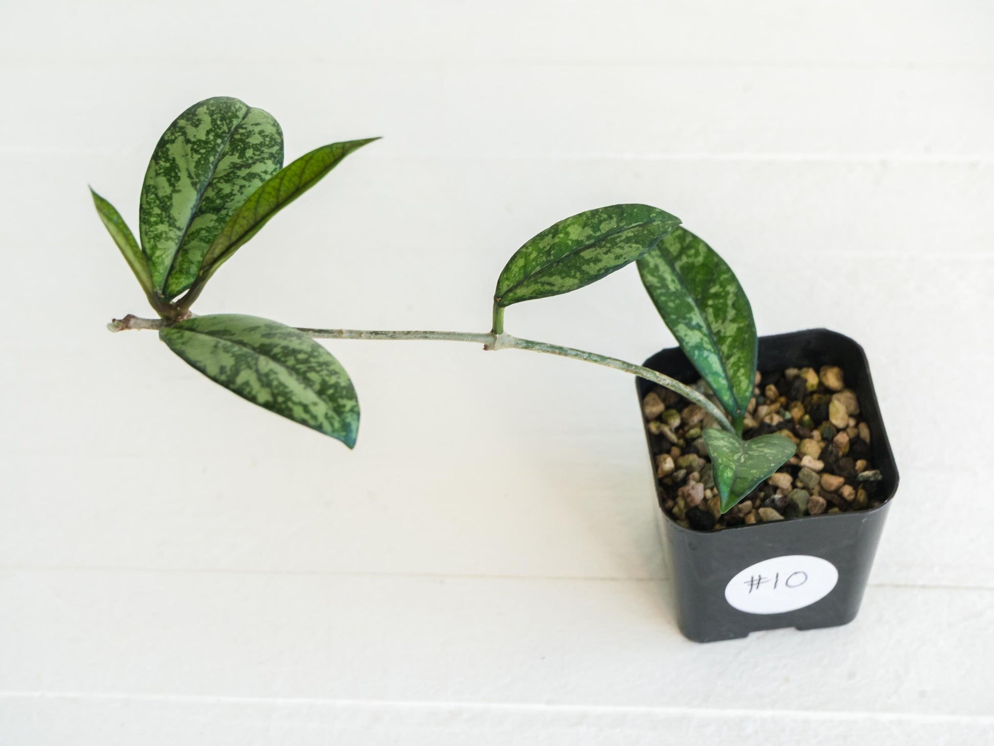 Hoya crassipetiolata (Splash) | 2-Inch