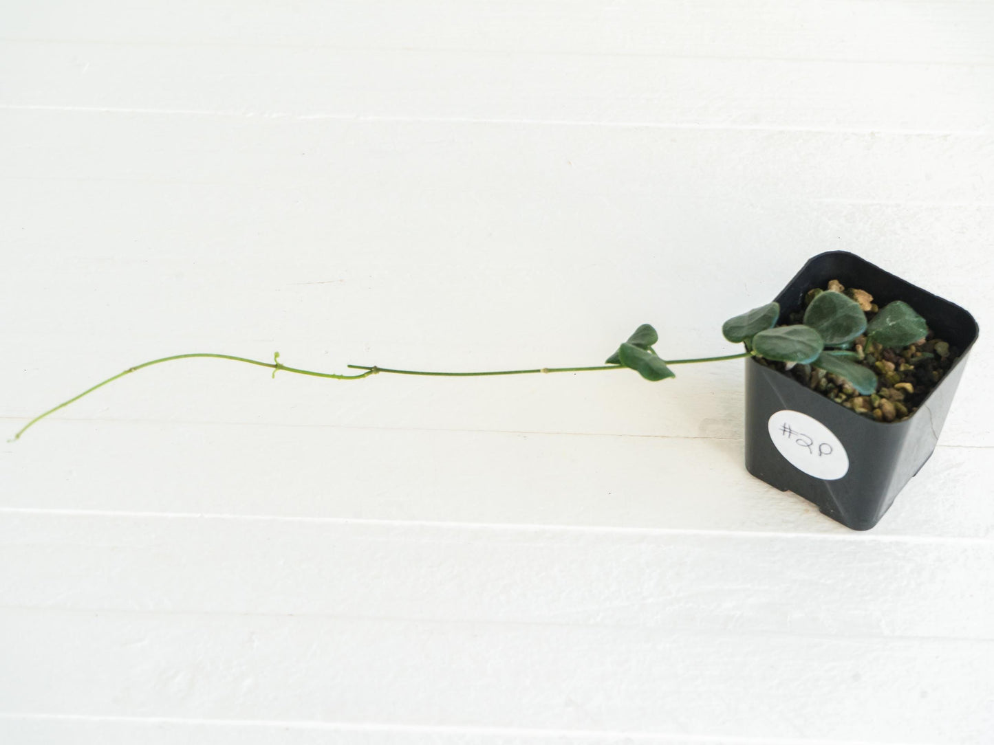 Hoya obcordata | 2-Inch