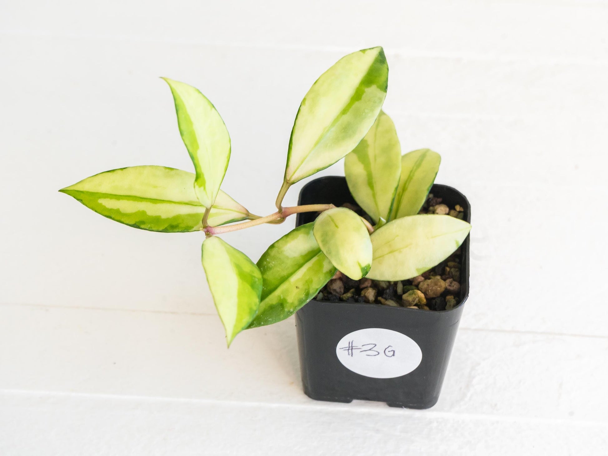 Hoya walliniana (Inner Variegated) | 2-Inch