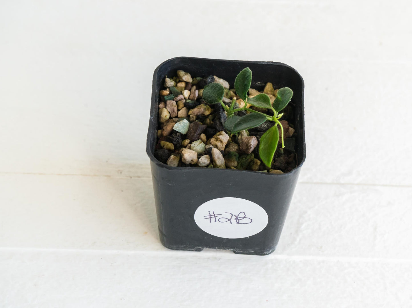 Hoya papua (PNG IM-08) | 2-Inch