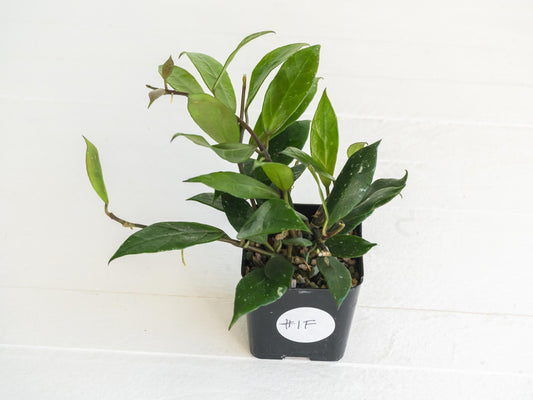 Hoya 'Rebecca' | 2-Inch