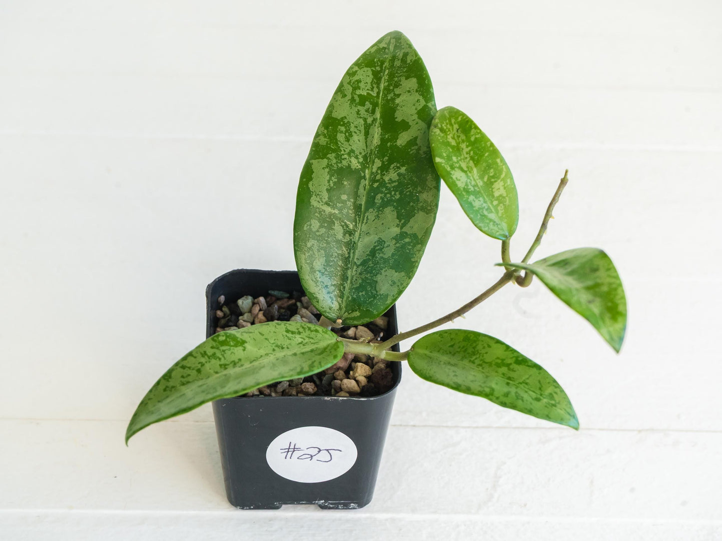 Hoya 'Rime' (Splash) | 2-Inch