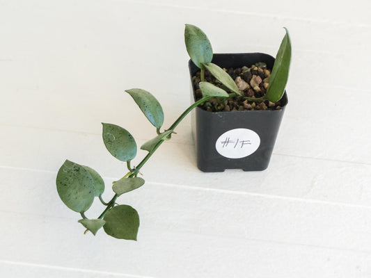 Hoya lacunosa 'Silver Mint Coin' | 2-Inch