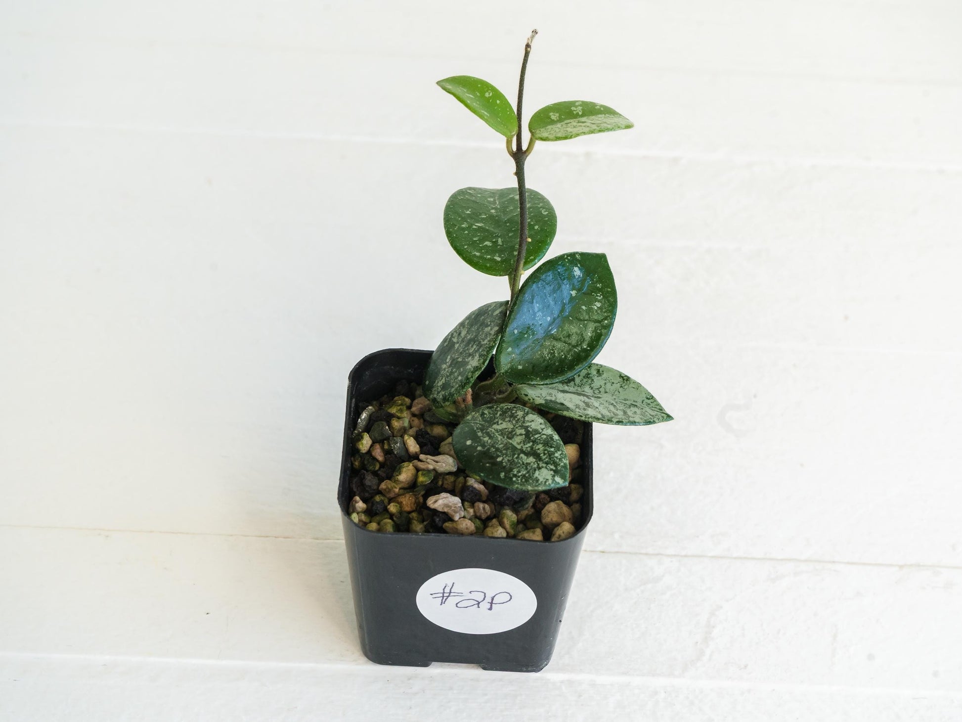 Hoya 'Mathilde' (Splash) | 2-Inch