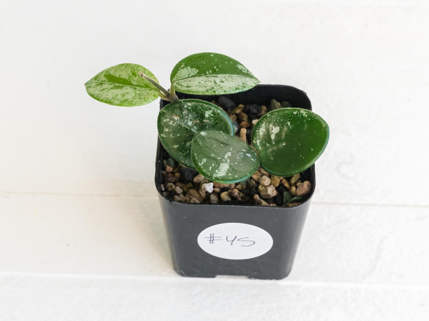 Hoya 'Mathilde' (Splash) | 2-Inch