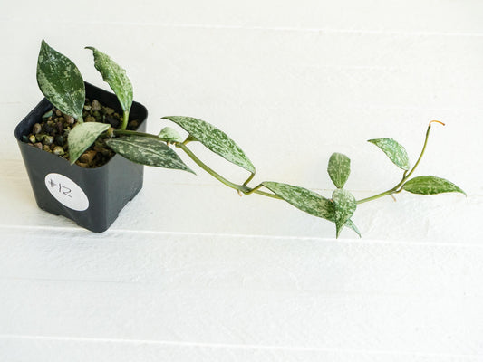 Hoya lacunosa 'Silver Lime' | 2-Inch