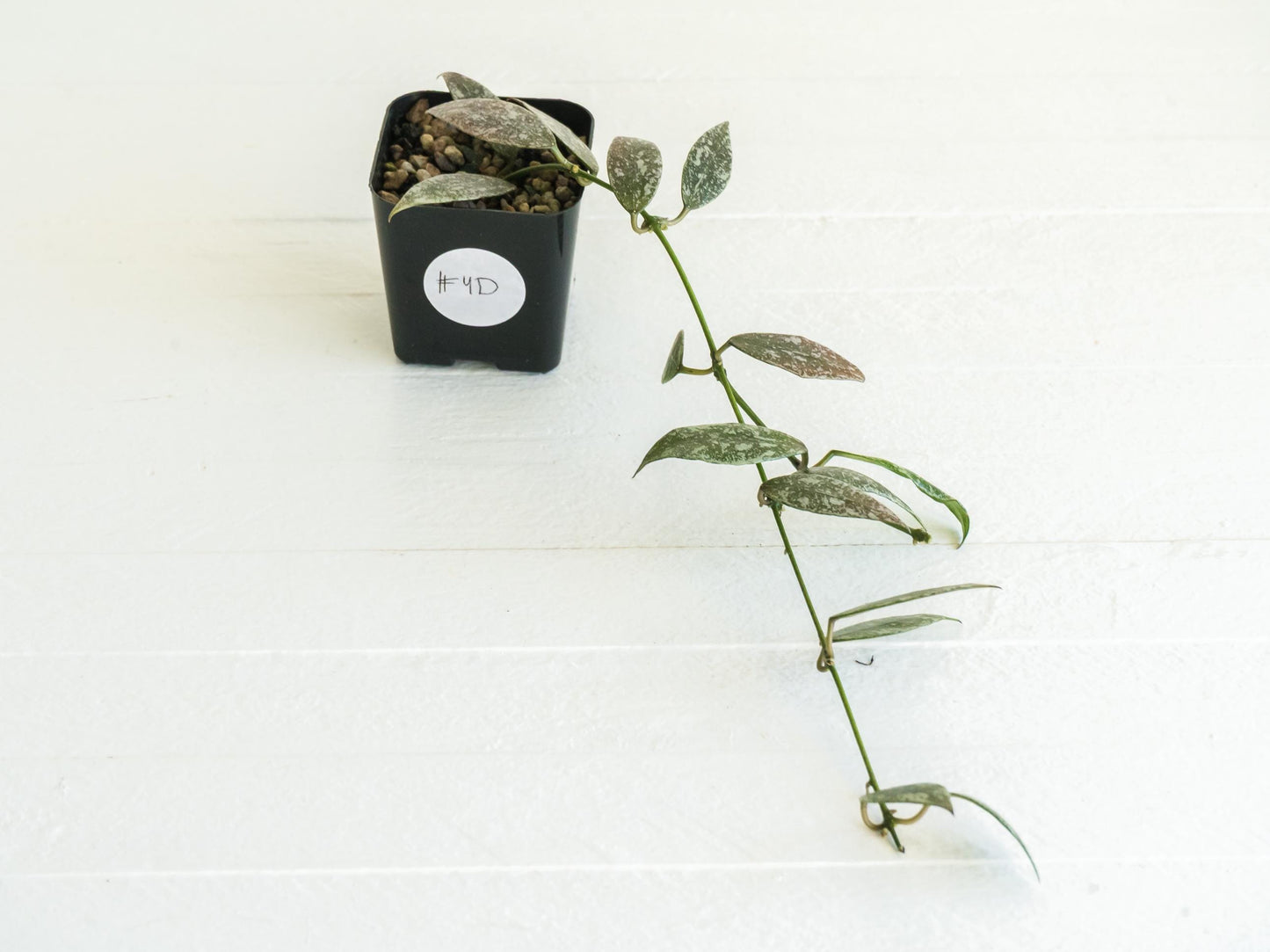 Hoya lacunosa 'Laos Full Splash' | 2-Inch