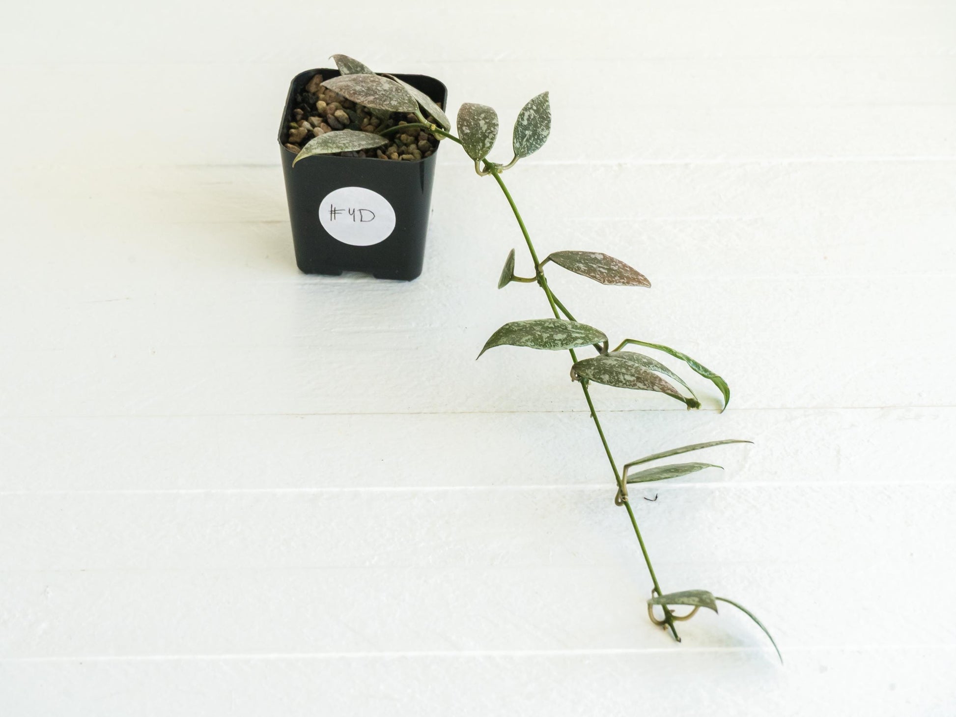 Hoya lacunosa 'Laos Full Splash' | 2-Inch