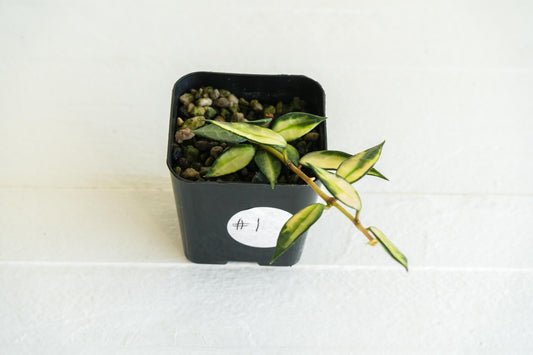 Hoya lacunosa (Inner Variegated) | 2-Inch