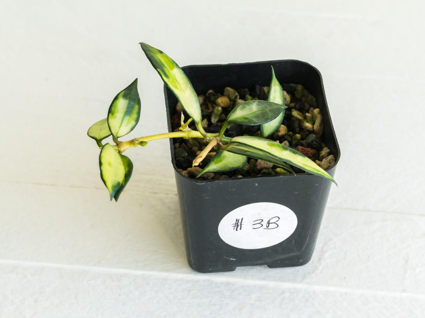 Hoya lacunosa (Inner Variegated) | 2-Inch