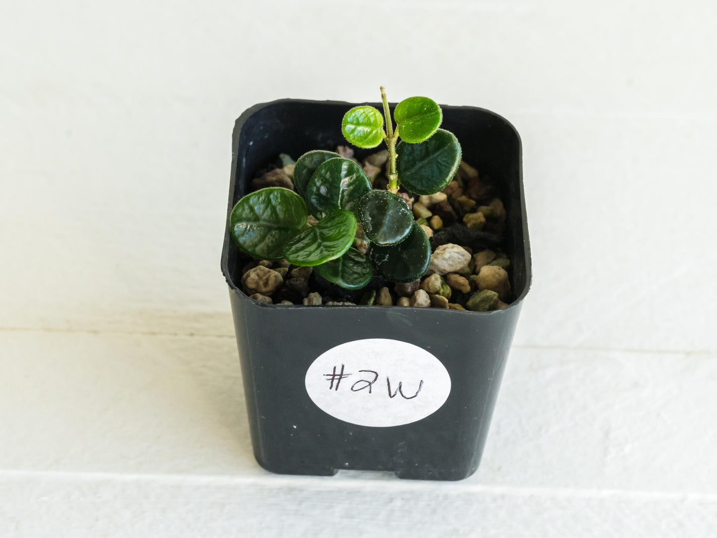 Hoya tengchongensis | 2-Inch