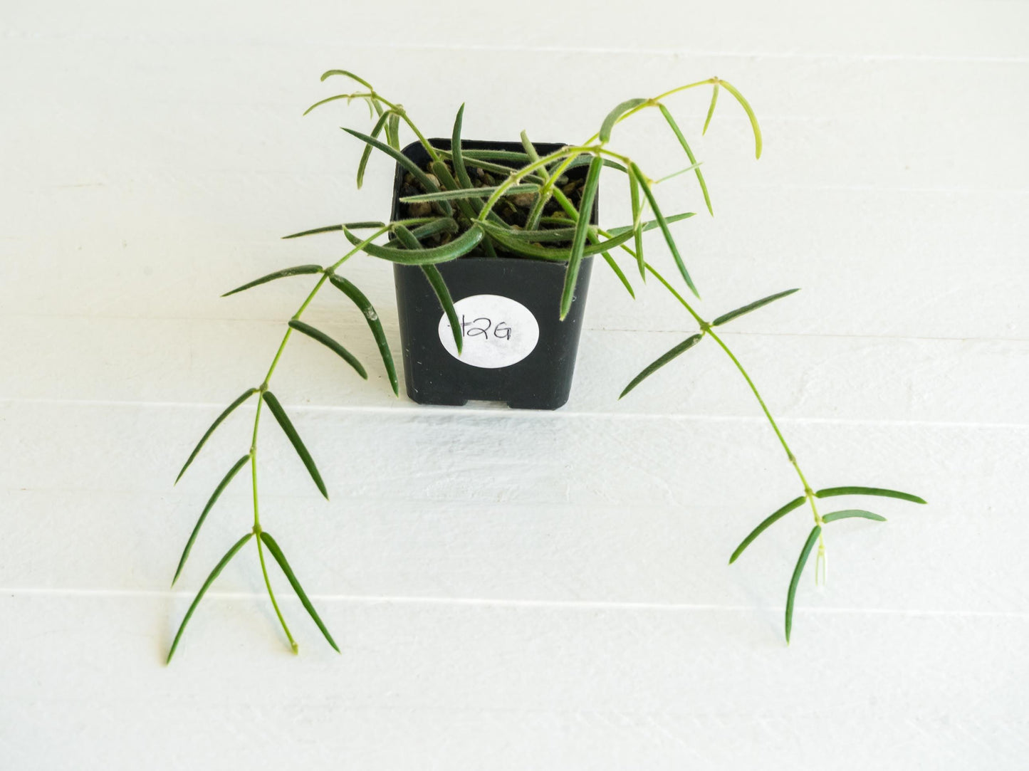 Hoya linearis | 2-Inch