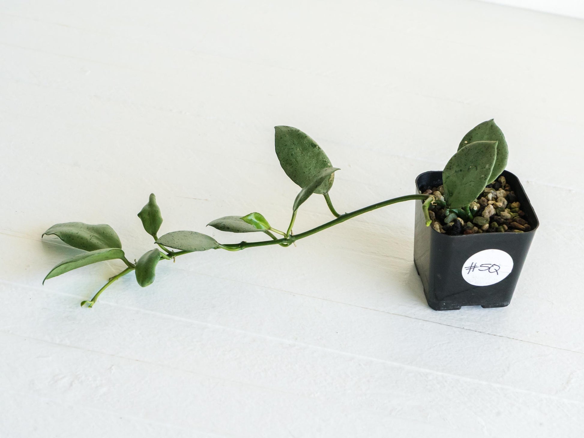 Hoya lacunosa 'Silver Mint Coin' | 2-Inch