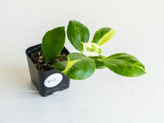 Hoya obscura (Albo | Outer Variegated) | 2-Inch