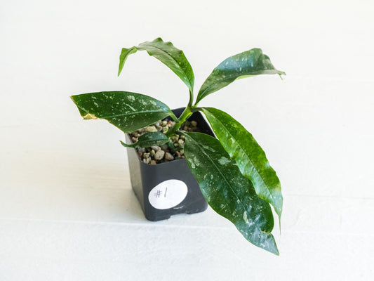 Hoya multiflora (Splash) | 2-Inch