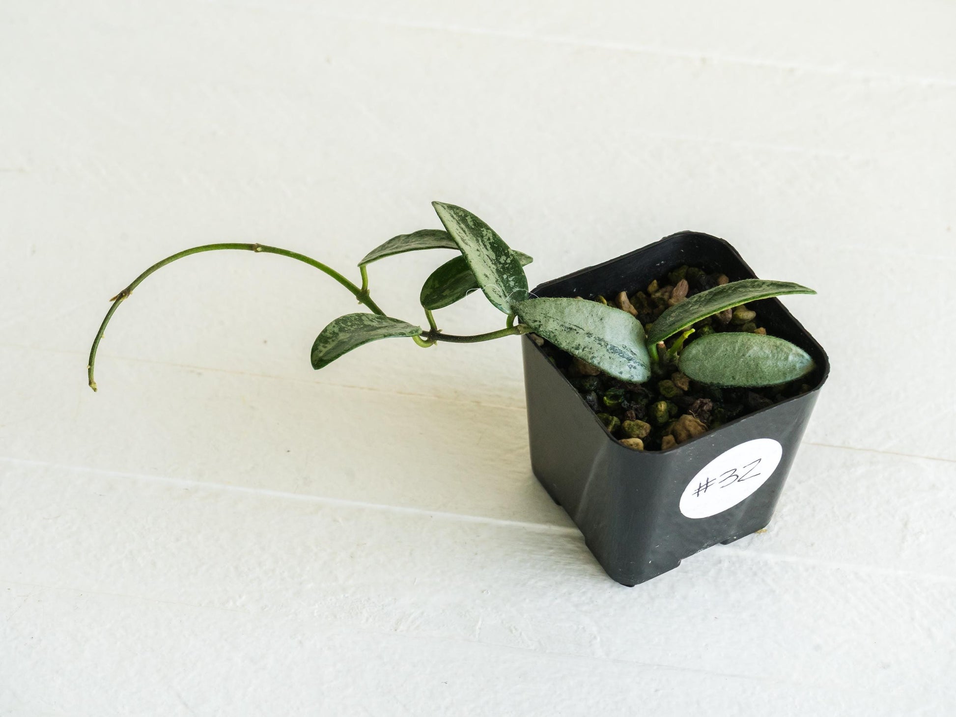 Hoya lima (Silver) | 2-Inch