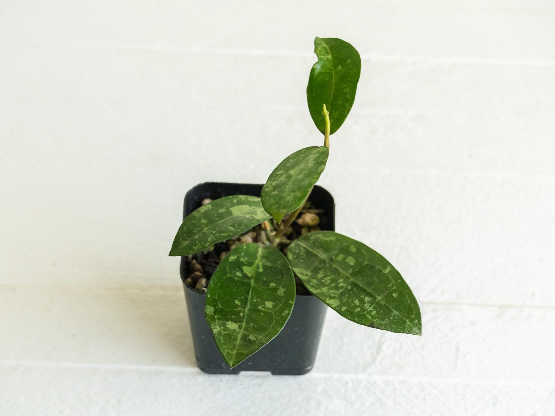 Hoya elliptica (Splash) | 2-Inch
