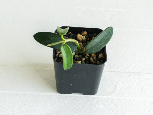 Hoya spectatissima | 2-Inch