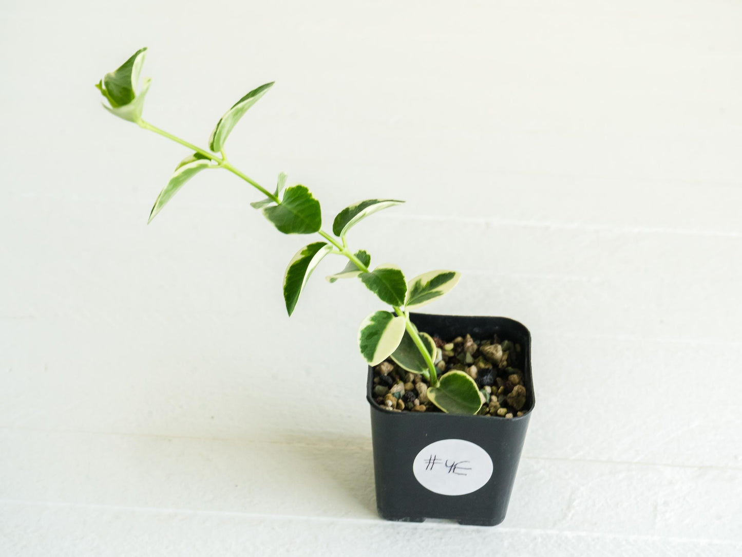 Hoya cumingiana (Albo | Outer Variegated) | 2-Inch