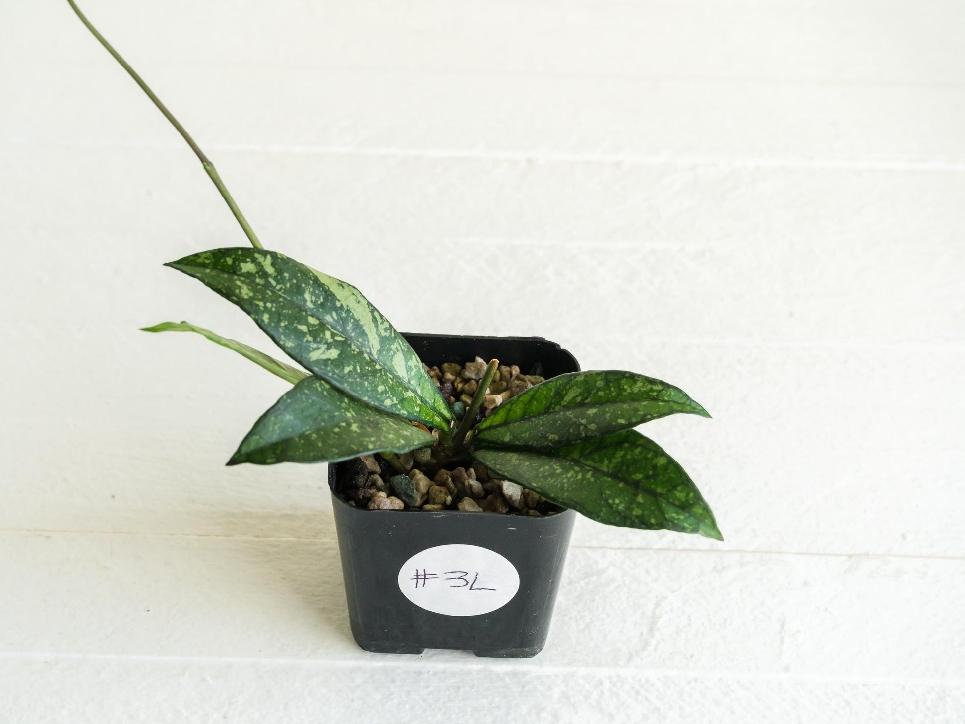 Hoya crassipetiolata (Splash) | 2-Inch