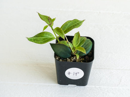 Hoya microdwarf (NS12-323) | 2-Inch