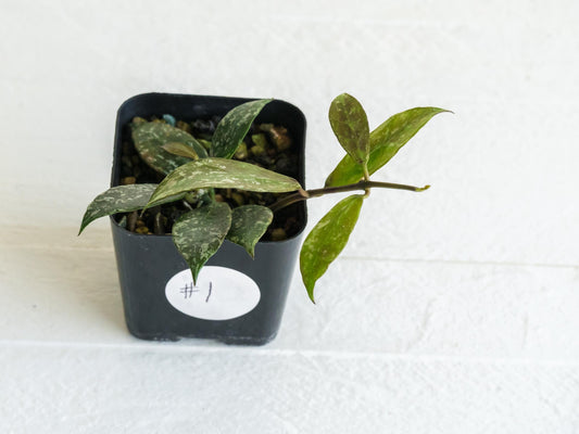 Hoya 'Rebecca' (Splash) | 2-Inch