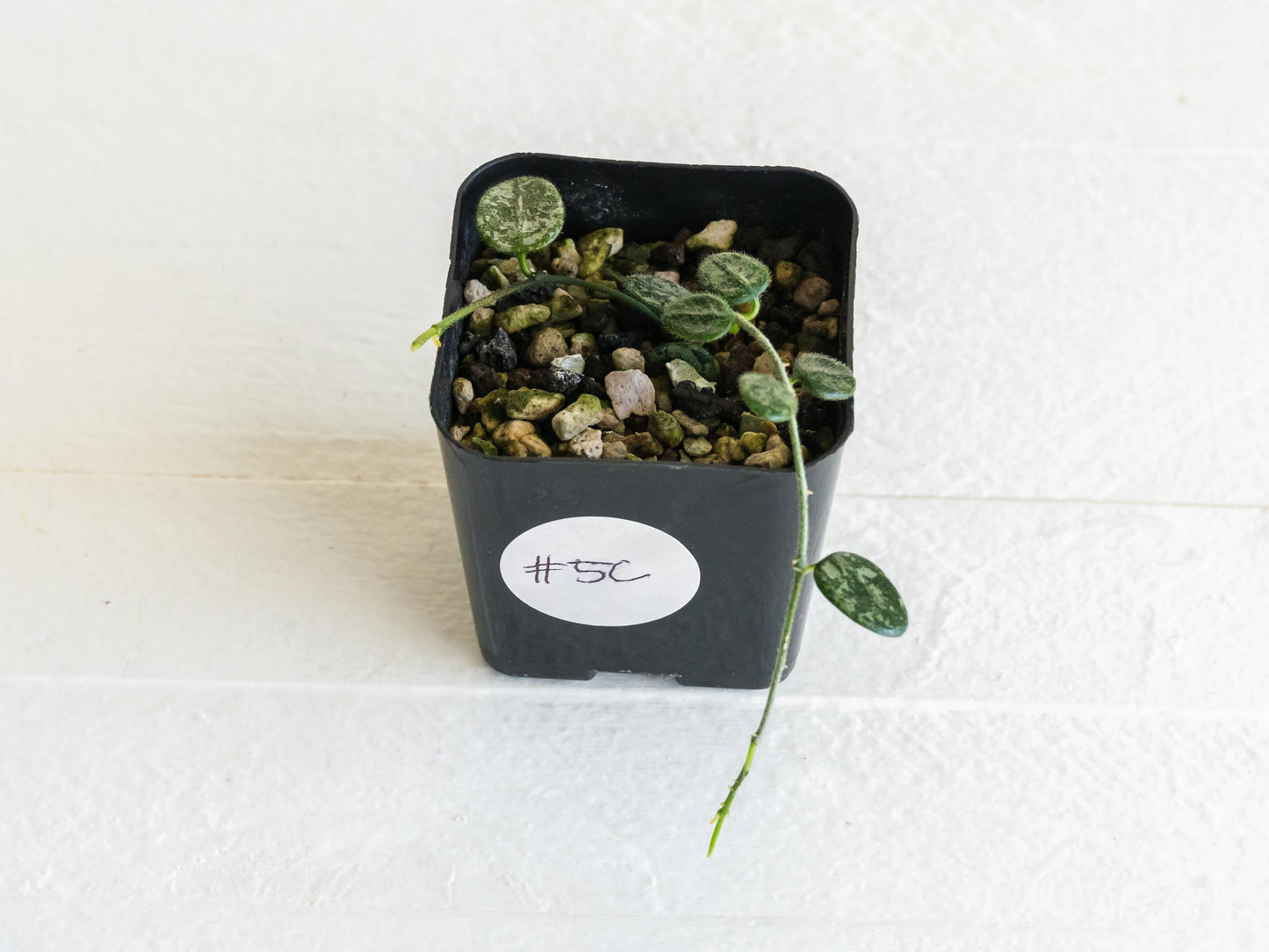 Hoya serpens (Splash) | 2-Inch