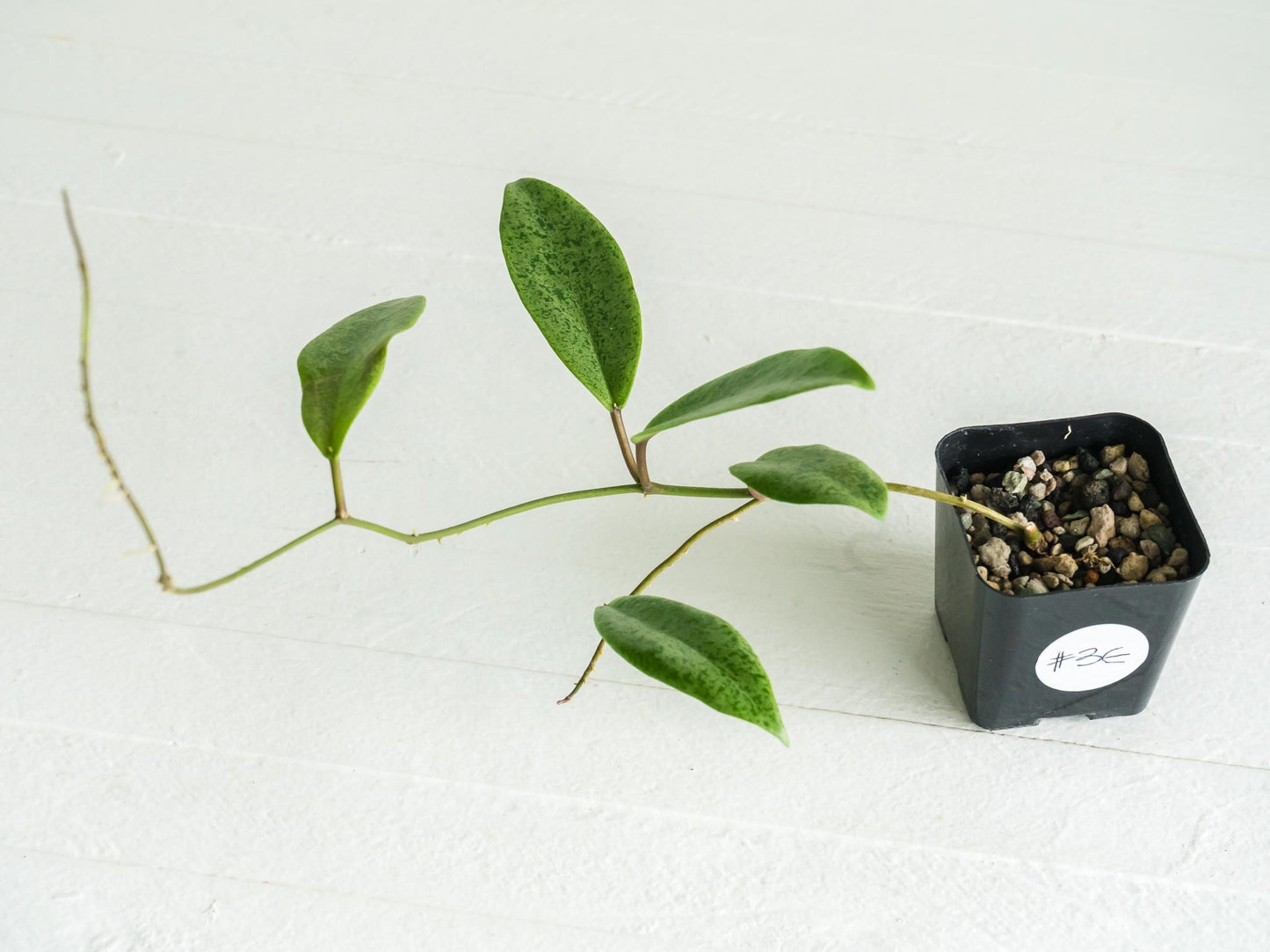 Hoya 'Jita Silver' | 2-Inch