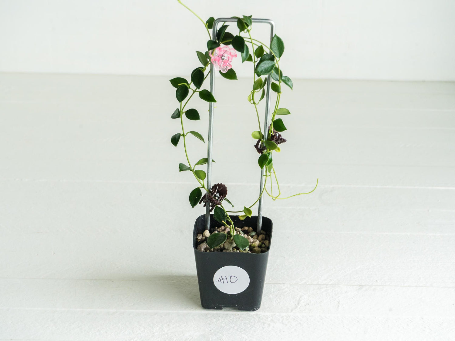 Hoya papua (PNG IM-08) | Large 2-Inch