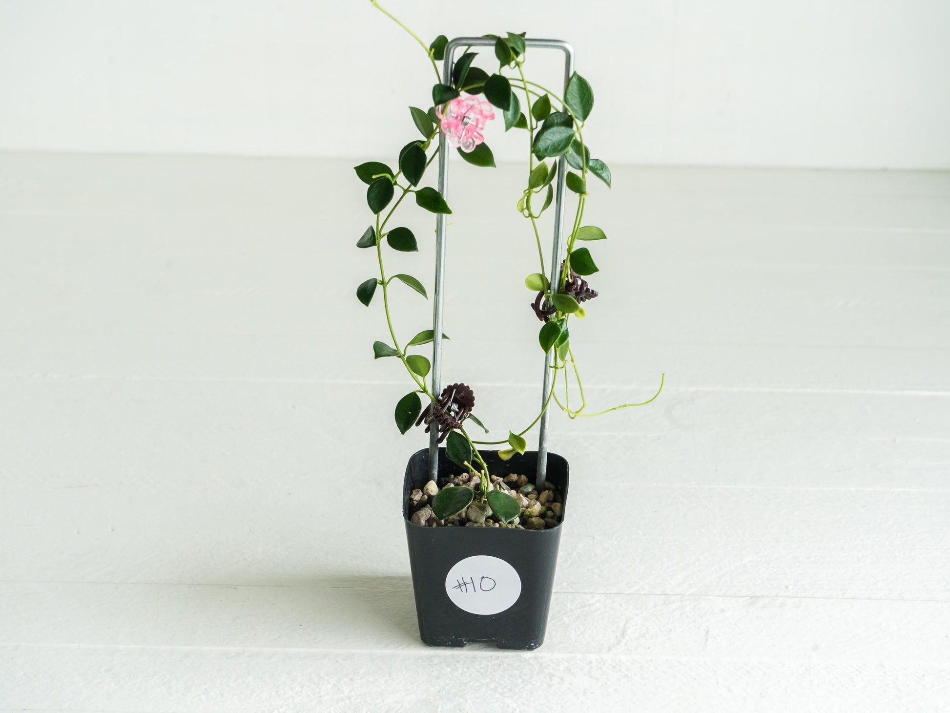 Hoya papua (PNG IM-08) | Large 2-Inch