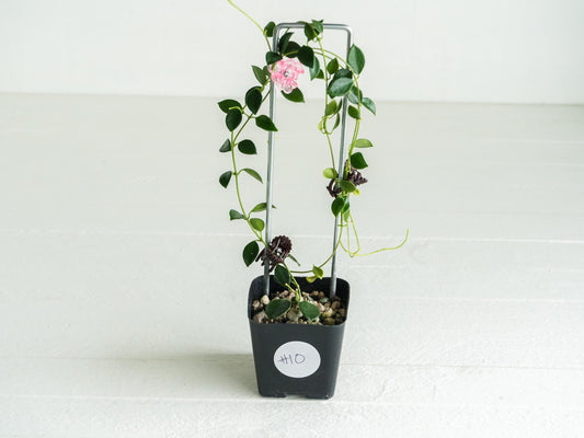 Hoya papua (PNG IM-08) | Large 2-Inch