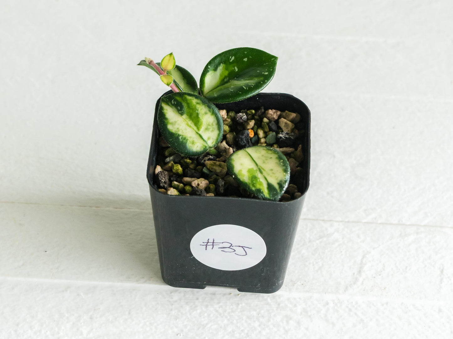 Hoya 'Mathilde' (Inner Variegated) | 2-Inch