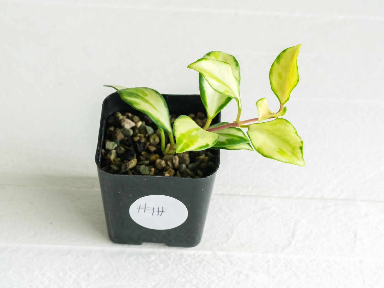 Hoya heuschkeliana (Inner Variegated)| 2-Inch