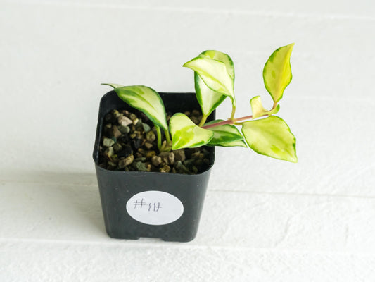 Hoya heuschkeliana (Inner Variegated)| 2-Inch