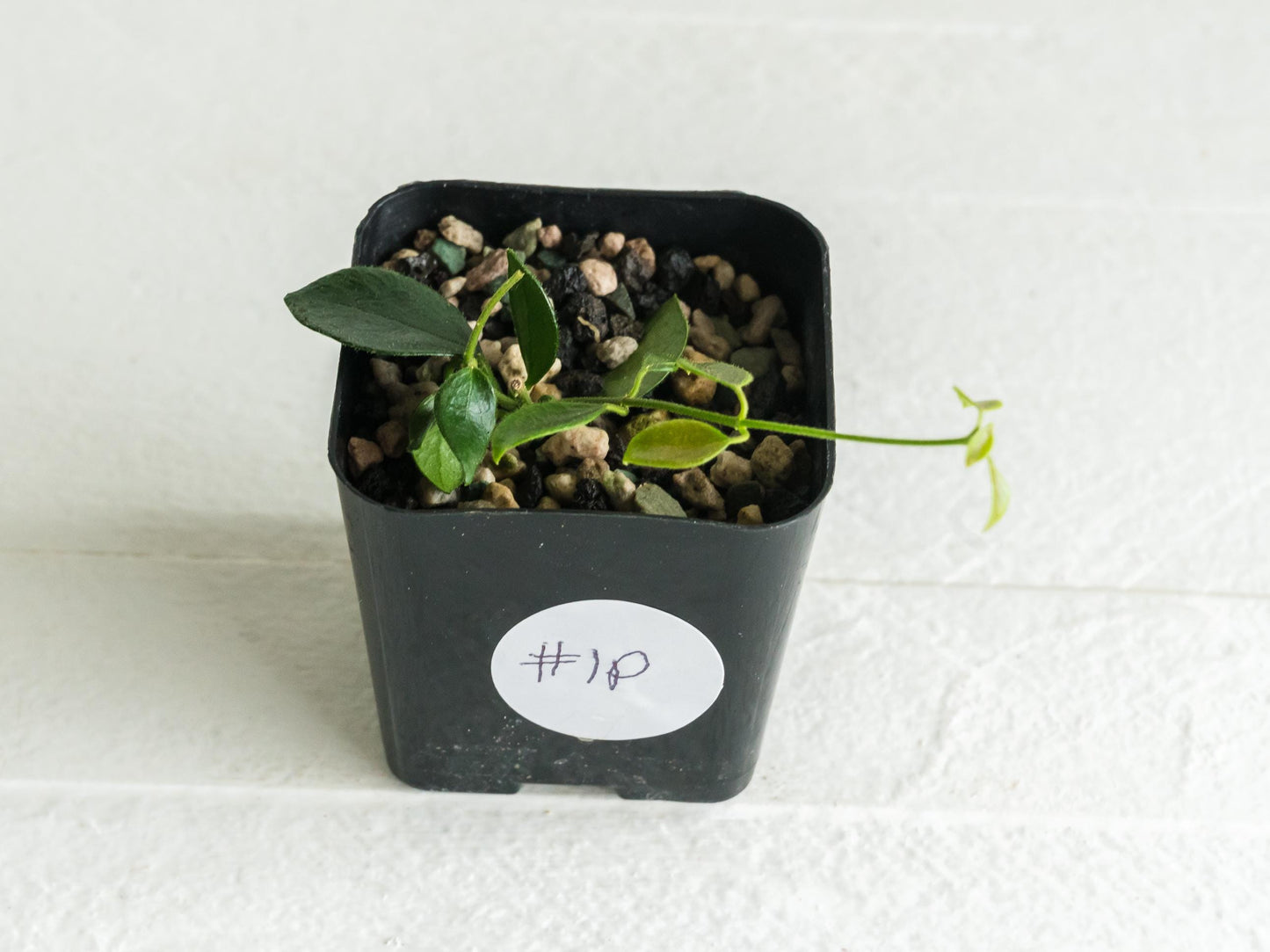 Hoya papua (PNG IM-08) | 2-Inch