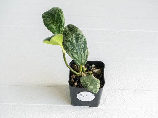 Hoya waymaniae 'Cloudy Sky' | 2-Inch